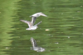 A pair of sandpipers flying down the severn