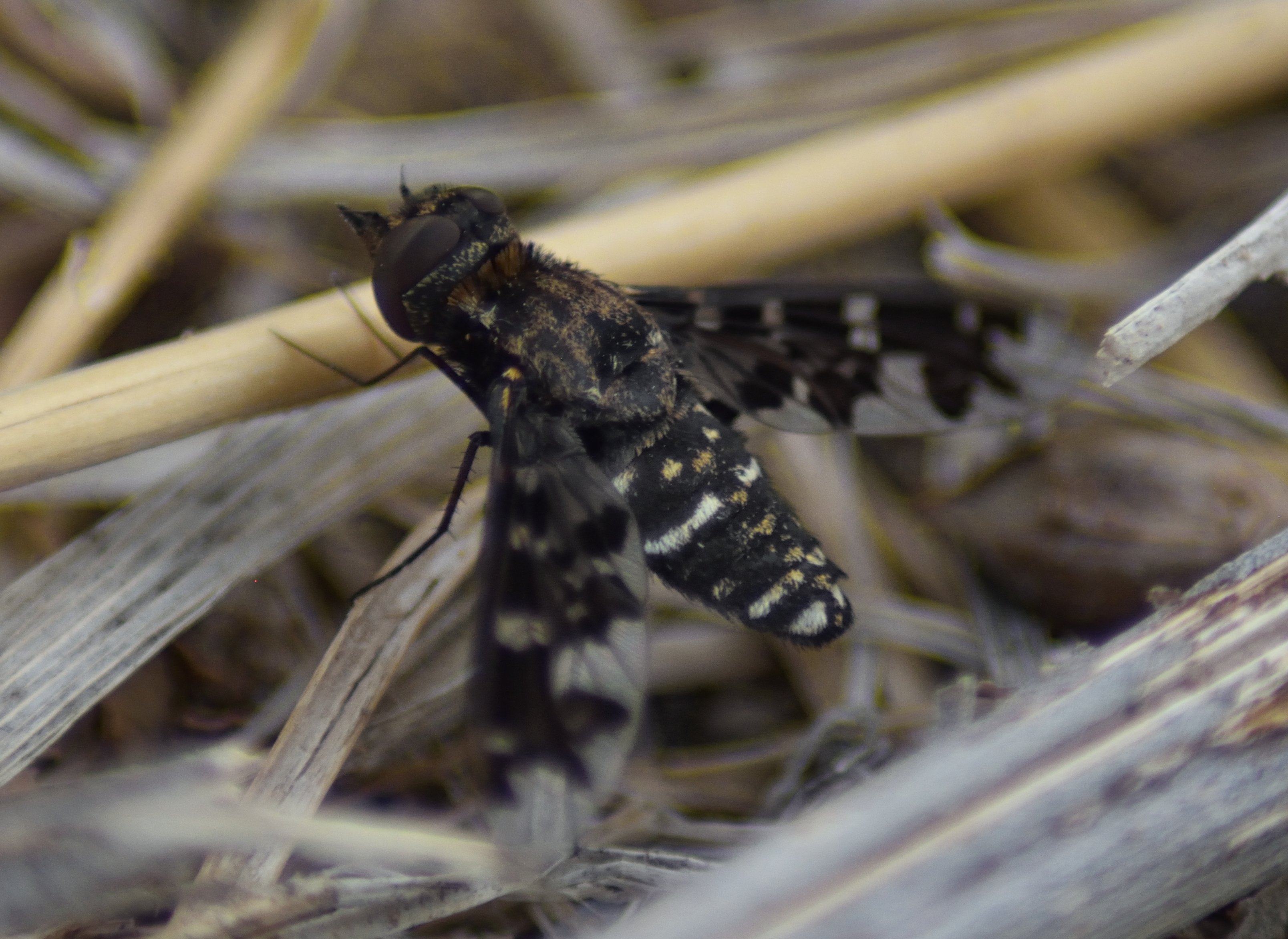 Bee fly (exoprosopa pandora)