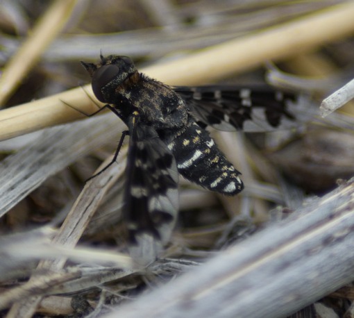 Bee fly (exoprosopa pandora) sitting in dry grass