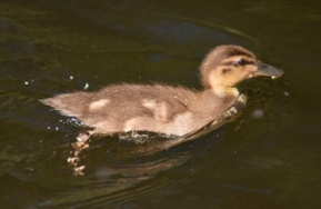 Duckling swimming alongside the boat