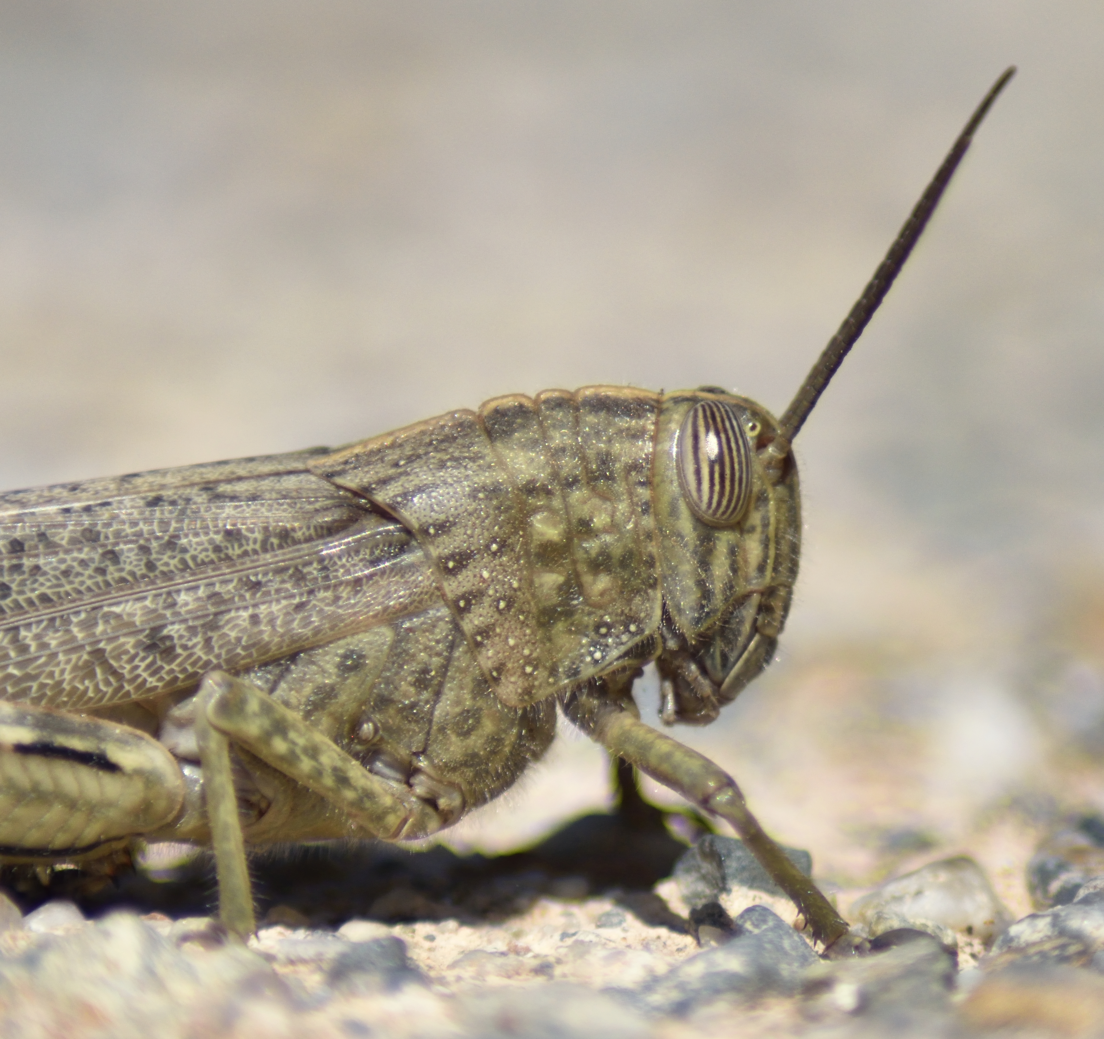  egyptian locust (Anacridium aegyptium)