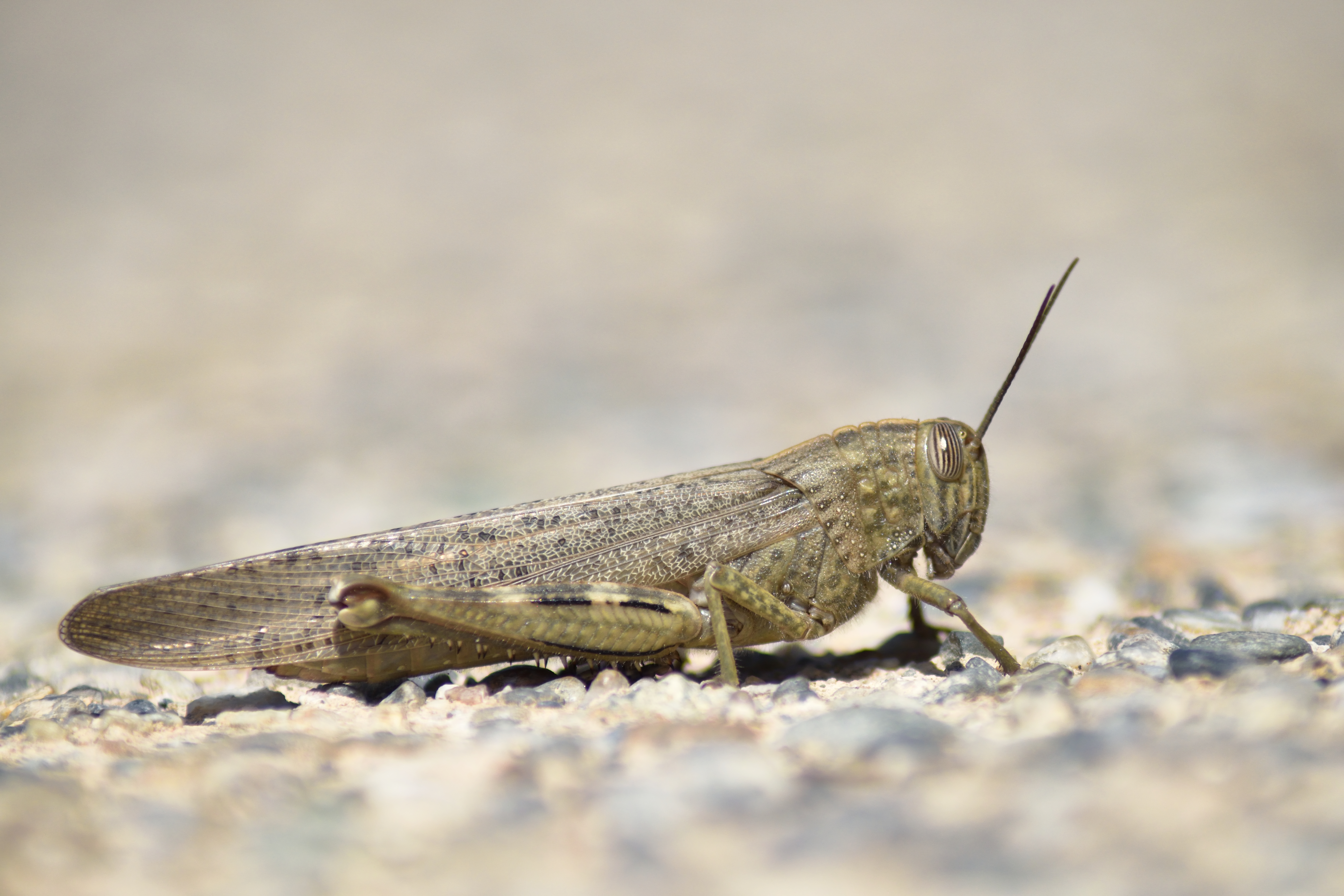  egyptian locust (Anacridium aegyptium)