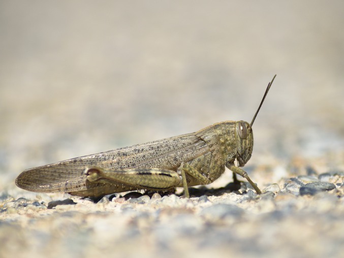 Etia egyptian locust (Anacridium aegyptium) side view
