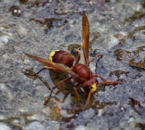 Oriental hornet (Vespa orientalis) drinking from a stream, top view