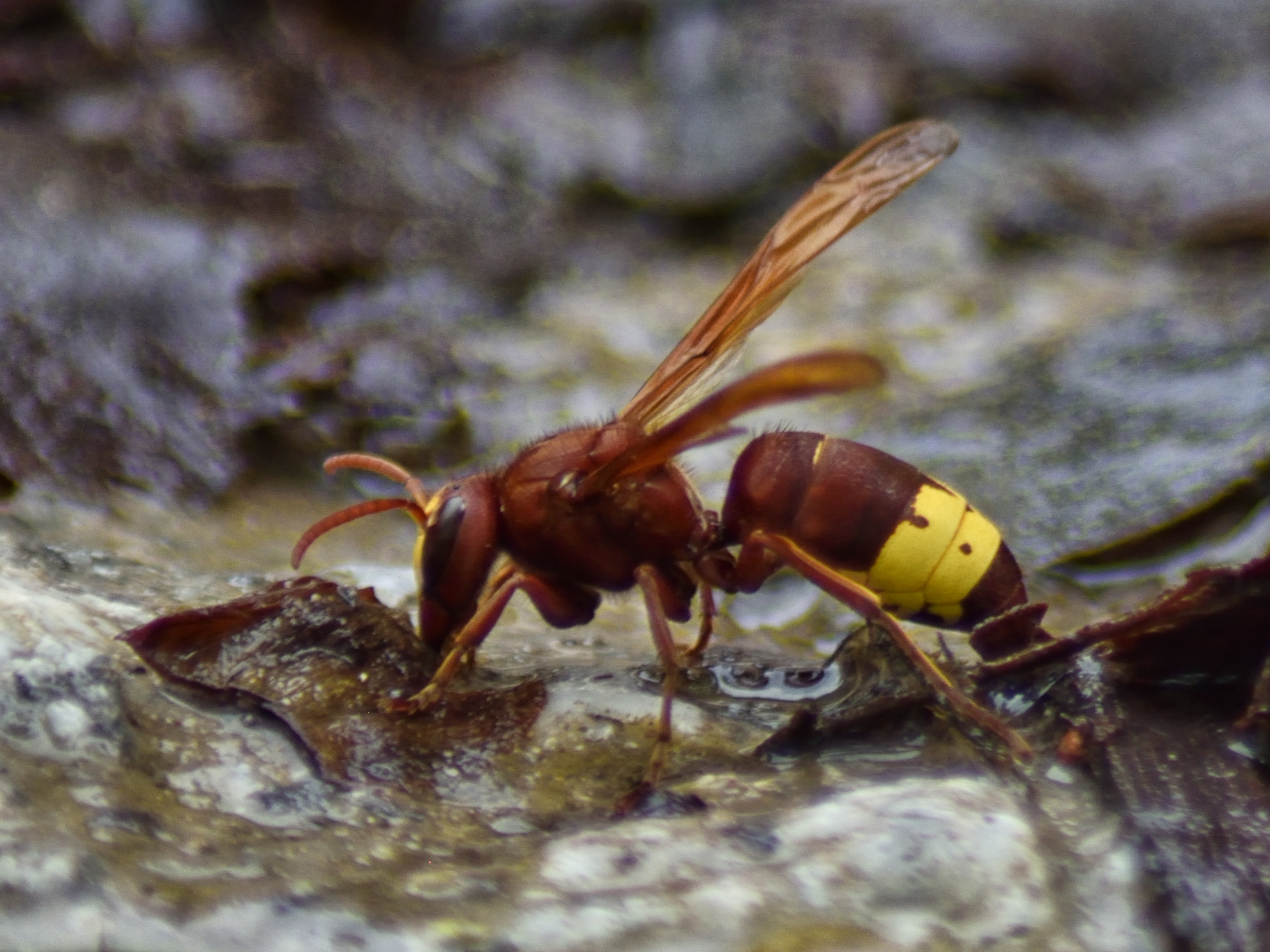 Oriental Hornet, drinking from a stream, side view