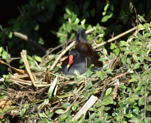 Moorhen on its nest