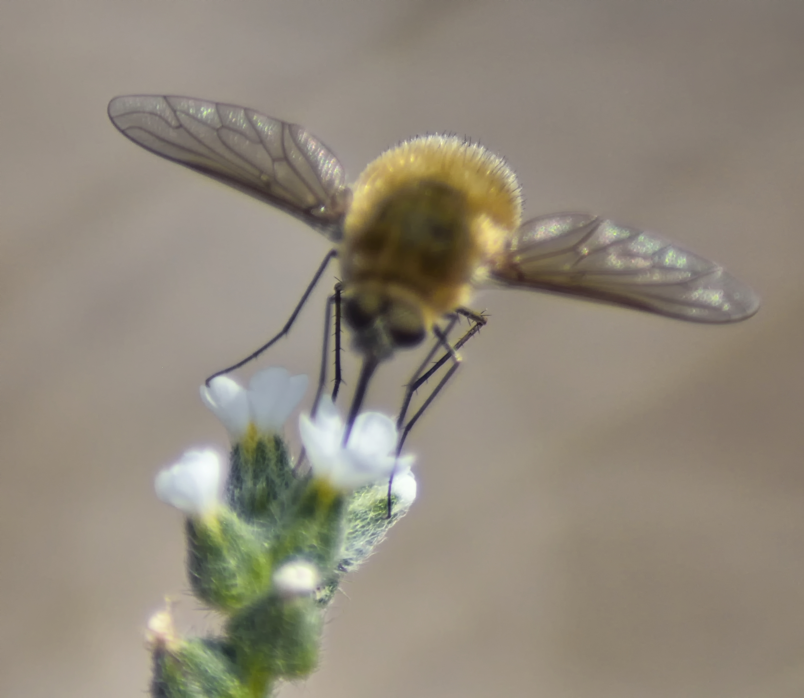 Bee fly (Systoechus sp) possibly ctenopterus, feeding on a small, white flower