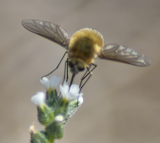 Bee fly (Systoechus sp) possibly ctenopterus feeding on a small, white flower