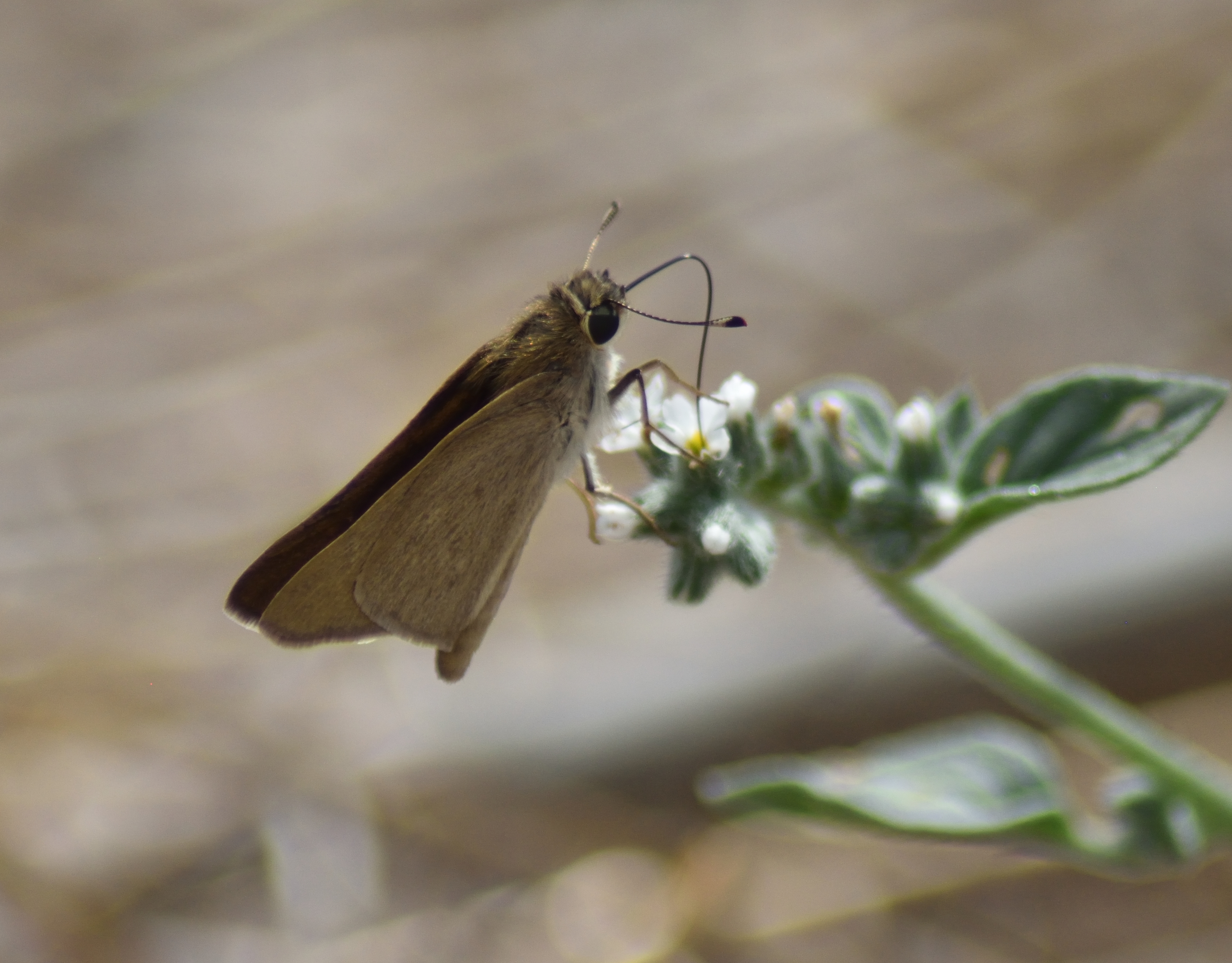 Pygmy skipper (Gegenes pumilio) with proboscis extended into a small, white flower