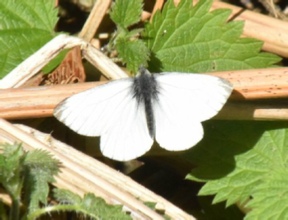 Green veined white butterfly