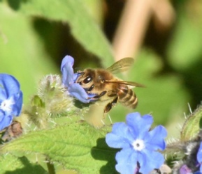 Honey bee on green alkanet